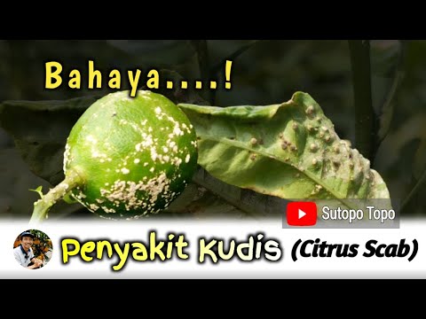 Video: Apakah Penyakit Kudis Sitrus – Cara Menghilangkan Kudis Sitrus