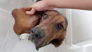 BEFORE you OWN a BASSET HOUND | Meet Bentley! by Alpha Aussies 192 views 8 months ago 10 minutes, 1 second