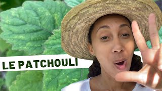 Plantes Médicinales Jour 3 Le Patchouli