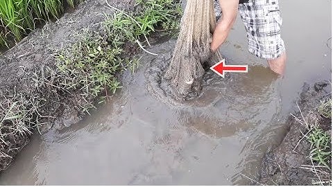 Kéo cá rô trên ruộng lúa nhiều hết sức luôn | fishing in rice fields