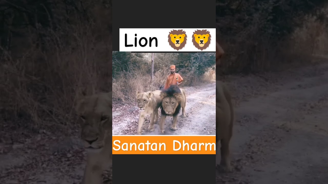 sanatan dharma respect all animals #sanatan #lion #shortsfeed2023