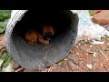 A lonely stray puppy living in dump uses a bucket as her home