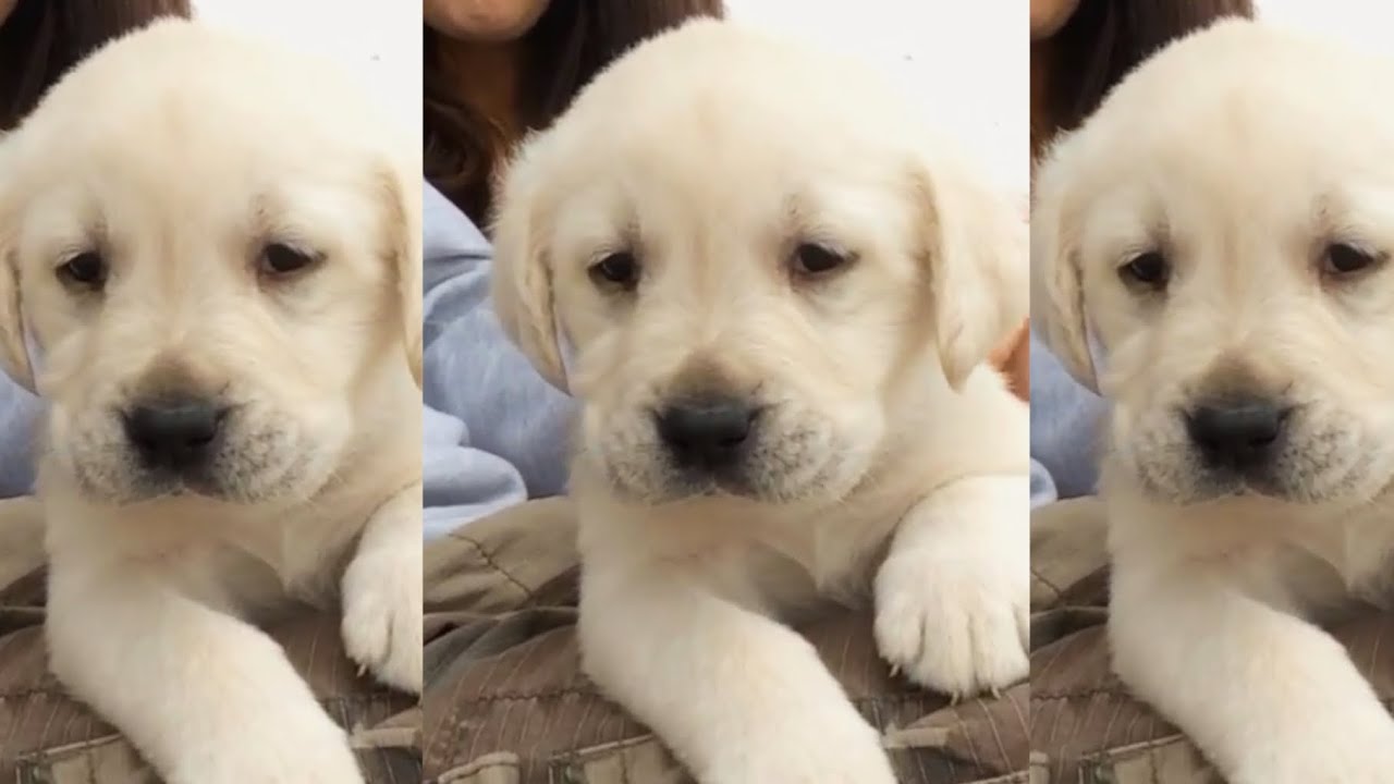 A Tribute To My Best Friend Chief Youtube