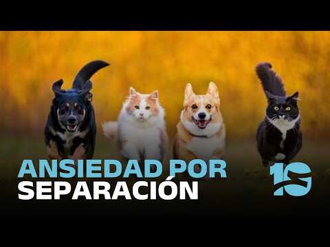 How do we handle attachment situations with our pets?