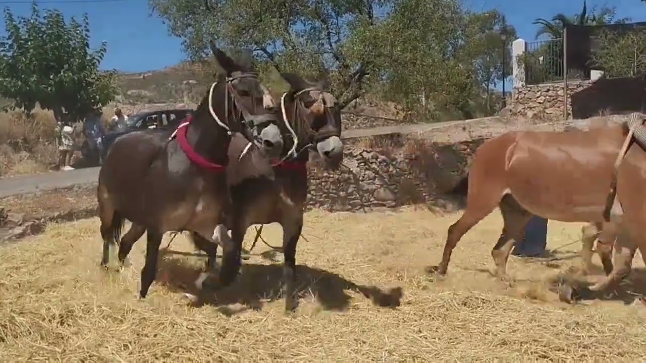 La parva en Turón, Granada; 2025