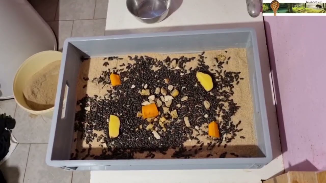 Mealworm breeding box Insecto - box for adult beetles laying eggs