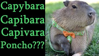 Capybara, Capibara, Capivara, Poncho???