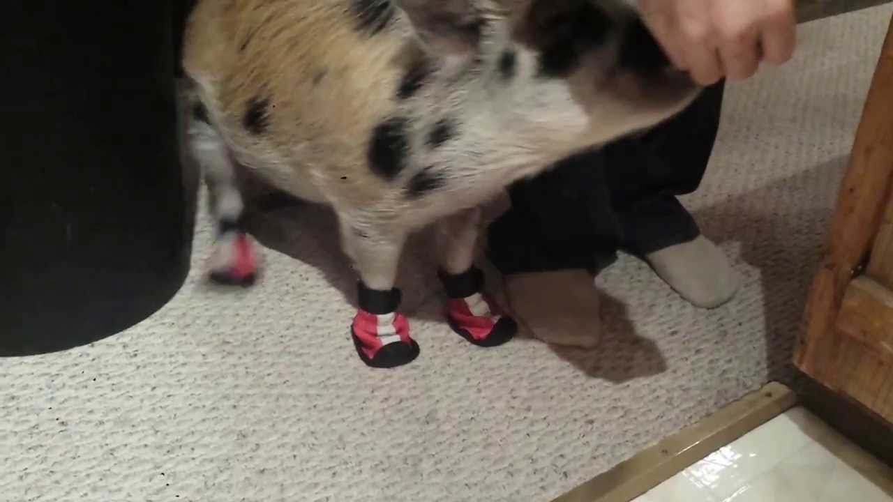 pig in shoes