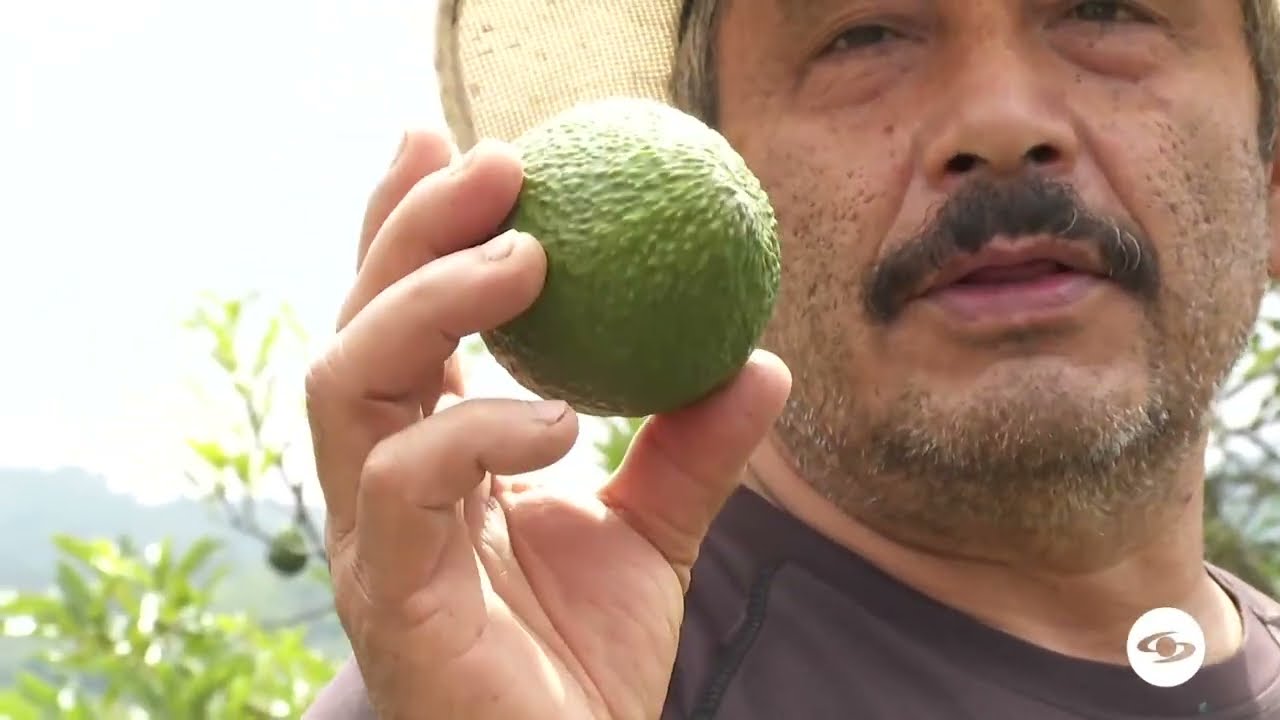 Administración del aguacate hass - La Finca de Hoy