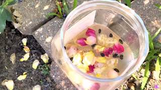 田园操作：教你三种方法控制Japanese Beetles. Three ways to control Japanese Beetles!
