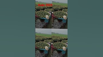 cúc pha lê- xuân 2022