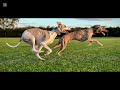 Aprende un poco más sobre la raza de perro whippet una de las más rápidas del mundo