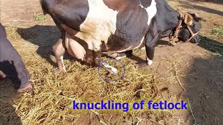 how vet treated and saved hard delivary sciatic nerve damage of cow/calving nerve paralysis