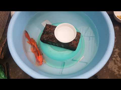 Video: Khi Cá Chép Diếc Sinh Sản