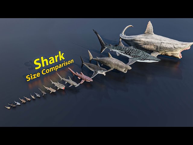 Shark size comparison | 3D Animation class=