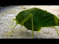 The Leaf Katydid...