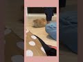 【生後57日】赤ちゃんが大好きでたまらない子犬くん[1 Month Old Pomeranian Puppy]#Shorts