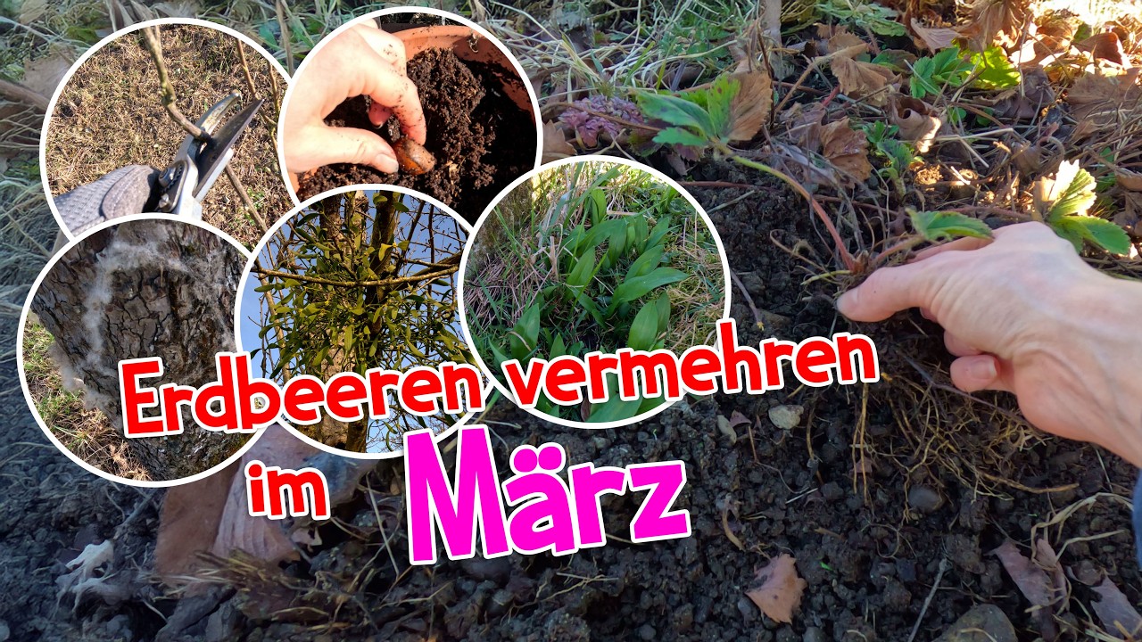 Erdbeeren vermehren im März 🍓 Gartenarbeiten und Wildkräuter entdecken