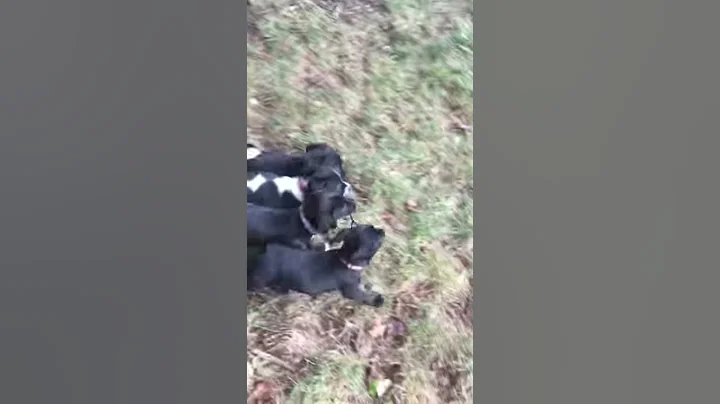 Puppy Teamwork