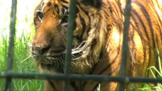Zoo de Santilana del mar (Cantabria)
