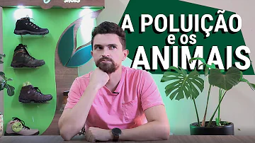 Como a poluição do ar afeta os animais?