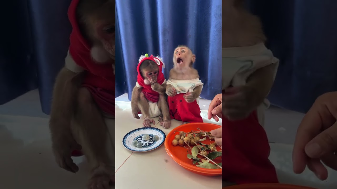 Can’t stop, won’t stop munching 🐵 