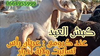 كبش العيد عند الحاج المهدي كرومي في عريان الراس تسابيت ادرار