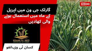 Garlic G1 Fertilizer uses | G1 | Narcg1 Fertilizer | G1 Fertilizer for bulb growth screenshot 2