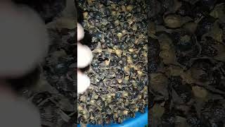 Tanda Buah Jernang Kalau Di Korek Jadi Merah