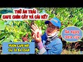 Khám phá vườn Cafe tại Đà Loan - Lâm Đồng | Nghiem Trang TV