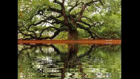 اجمل صوت في العالم القران الكريم كمال لسايس صاحب الجنتين في سورة الكهف