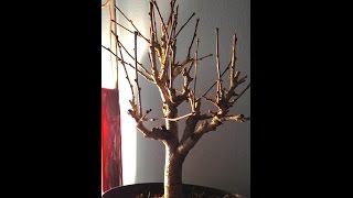 bonsai di ibisco syriacus pianta da interno di oltre 25 anni da sistemare in un vaso bonsai.
