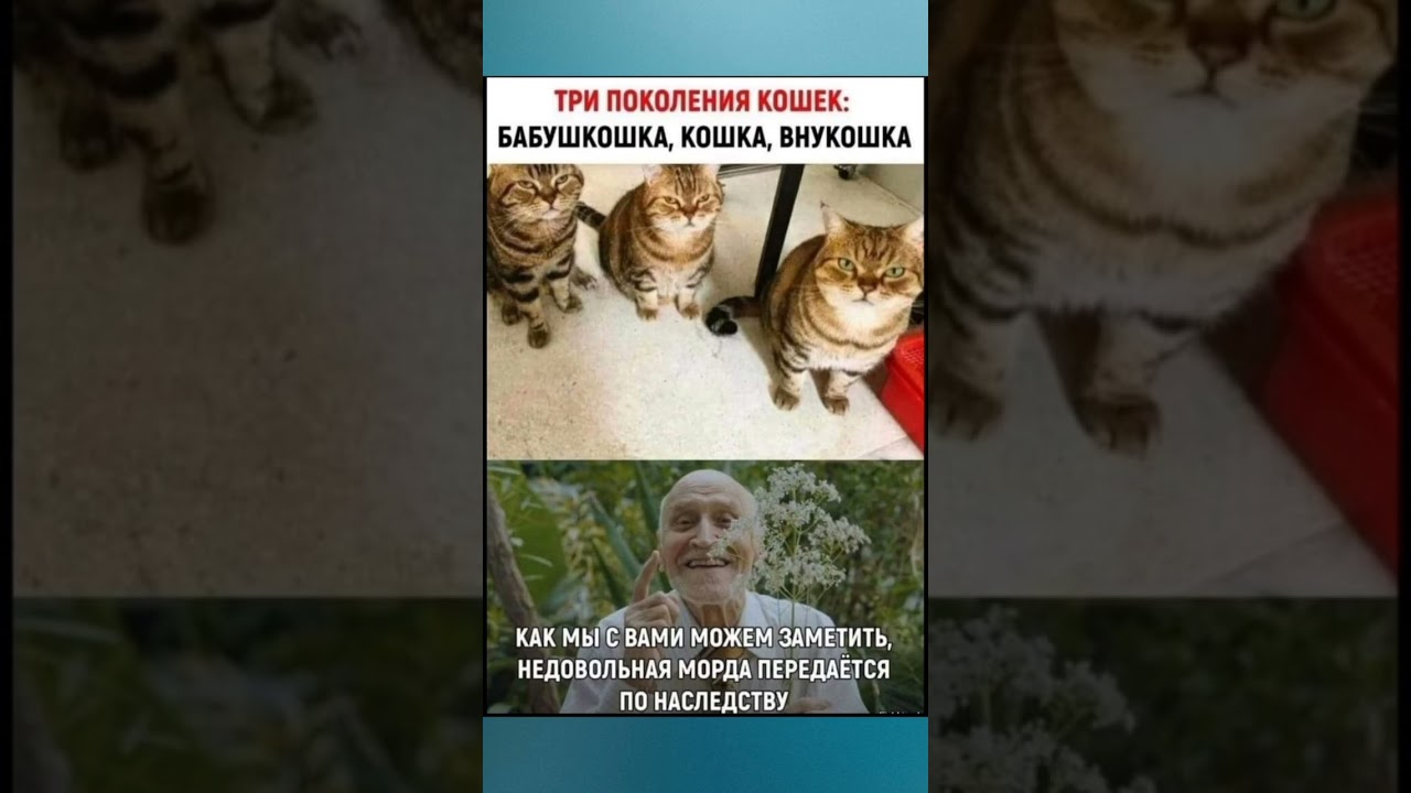 самый смешной смех 