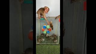 What is this Monkey thinking? Unbelievable interaction!