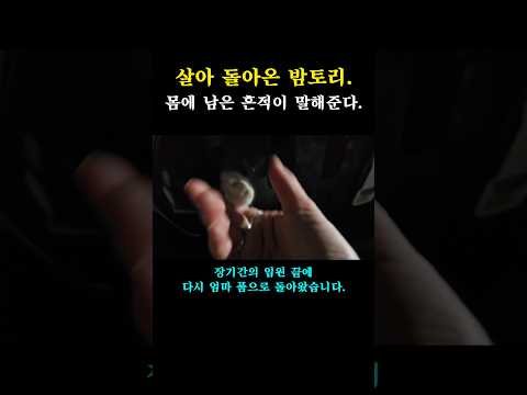 범백을 이겨낸 8아이들. #범백 #바이러스 #고양이 #고양이구조 #고양이영상 #고양이브이로그 #쇼츠 #cat #cats #shorts