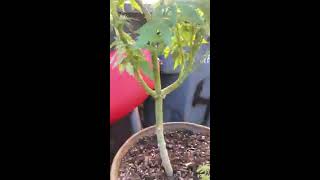 Weed grow defolitation