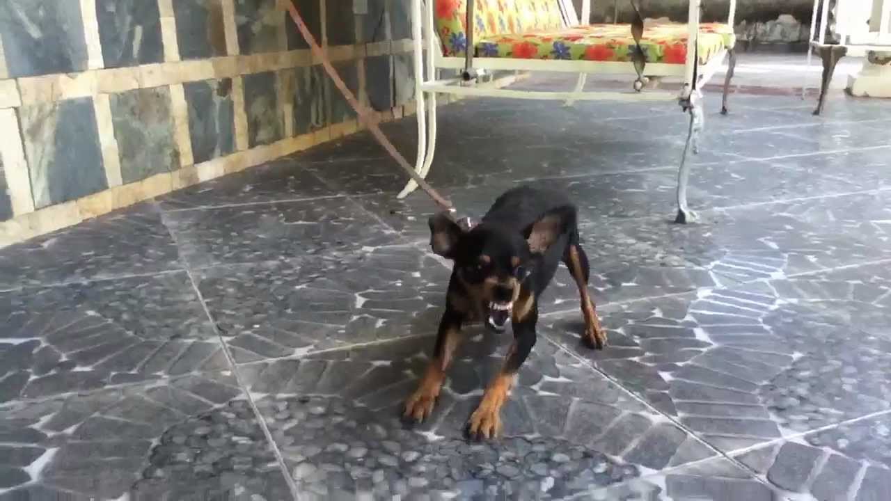 Angry pinscher
