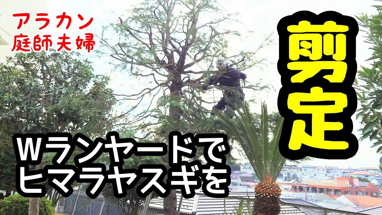 【50代庭師夫婦】257 ヒマラヤスギの剪定。