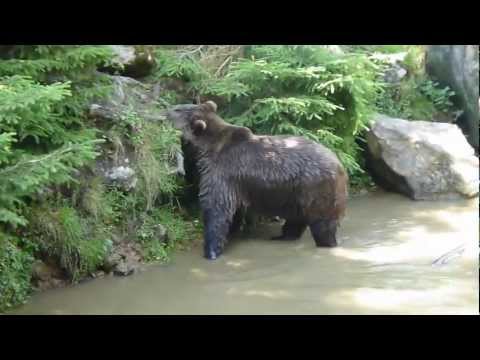 nationalpark-bayerischer-wald---tierisch-wild