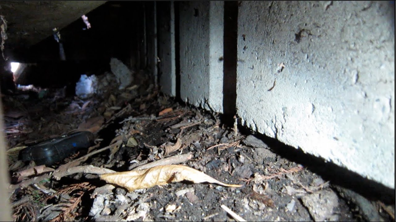 Geocaching Vlog - New Zealand