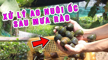 Cách xử lý ao nuôi ốc khi mưa lớn kéo dài - ỐC NHỒI HẢI DƯƠNG