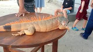 Download Lagu This is today's story in Bali, there are lots of foreigners queuing to watch the beach. MP3