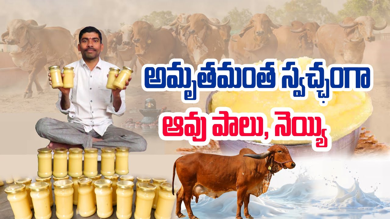 Бесплатно в течение года, если доказана фальсификация | Это мужество фермера. Чистое молоко и топ...