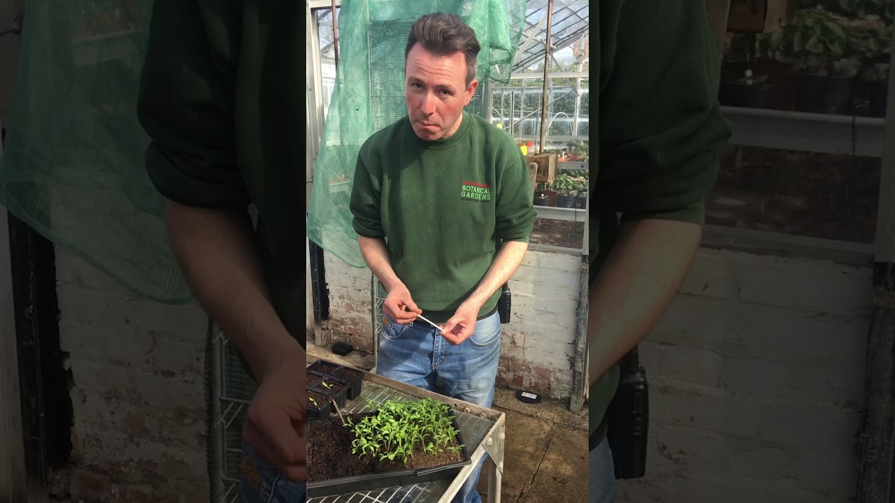 How To...Plant Plug Plants