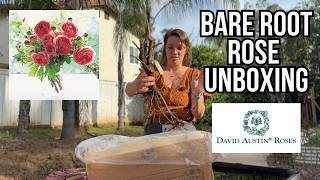David Austin Bare Root Rose Unboxing #1 - Roses I Am Adding to My Garden in 2026
