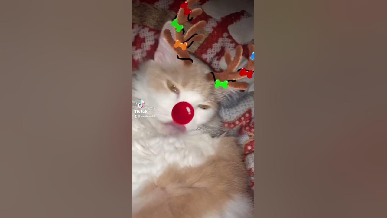 🦌🦌🦌Барсик 🤣🤣🤣🤣🤣🤣🥰🥰🥰🥰🥰🥰🥰🥰🥰🥰🥰😽😽😽😽🐶🐶🐶🐈🐈🐈🐈😽😽🦌🦌🥰 - YouTube