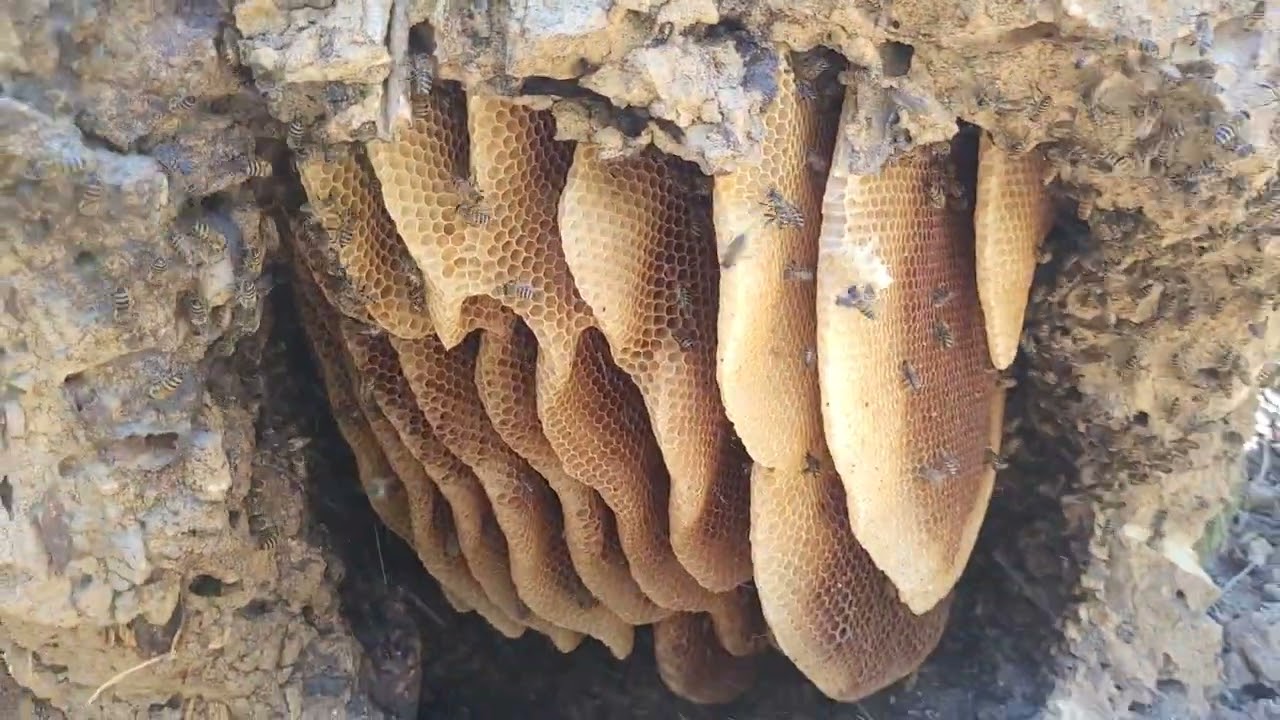 CAPTURA  / RESGATE  no murundum  GIGANTE 🐝🍯