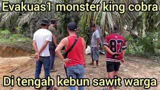 EVACUATION OF MONSTER KING COBRA FROM OIL PALM PLANTATION AT RESIDENT'S HOUSE, LEG BITTEN BY KING...