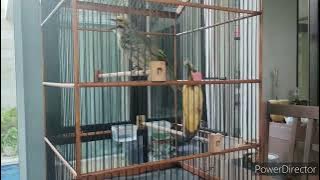 7 macam Variasi Laguu Cucak Rowo Gacorrrrrr,Ulemm, Powerrfullll,Bikin Ngilerrr,