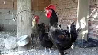 SİYAH DENİZLİ HOROZU HASAN SAĞLAM 05337434941